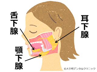 唾液腺の場所