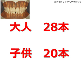 大人の歯（永久歯）の本数